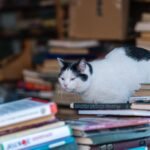 Freedom of Information in the news – week ending 21/8/2026 – #FOIFriday
